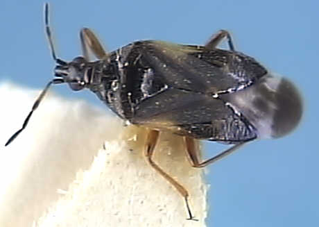 Anthocorisn nemoralis
